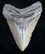 Bargain Megalodon Tooth - North Carolina #11029-1